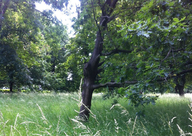 Grassy location with trees.