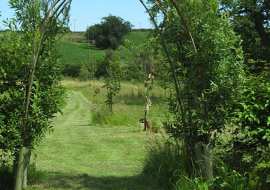 Beautiful trees at the mountain.